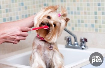 Yorkshire Terrier de îngrijire la domiciliu