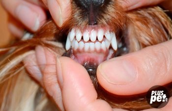 Yorkshire Terrier otthoni ápolás