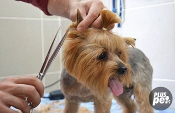 Yorkshire Terrier de îngrijire la domiciliu