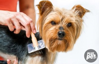 Yorkshire Terrier otthoni ápolás