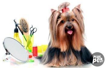 Yorkshire Terrier de îngrijire la domiciliu