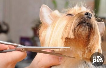 Yorkshire Terrier de îngrijire la domiciliu