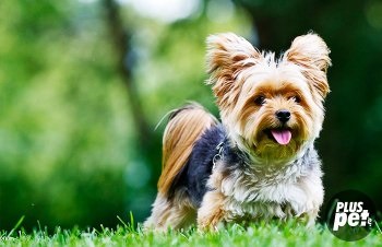 Yorkshire Terrier de îngrijire la domiciliu