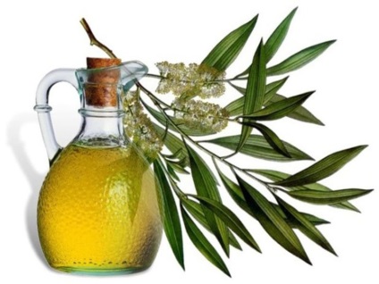 Ce beneficii pentru sănătate sunt furnizate de uleiul eucalipt esențial