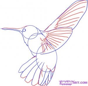 Hogyan rajzoljon egy kolibri