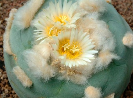 Lacrifere cactus de îngrijire la domiciliu, principalele tipuri