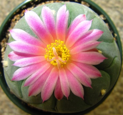 Laktatív kaktusz gondozás otthon, alap típusok