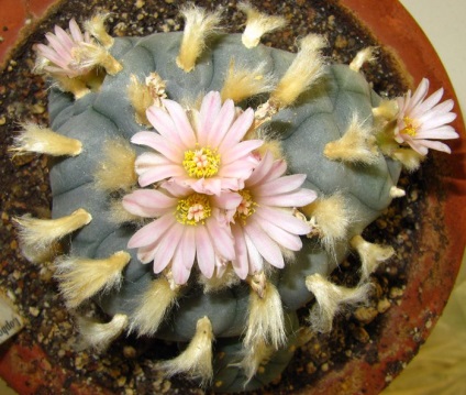 Lacrifere cactus de îngrijire la domiciliu, principalele tipuri