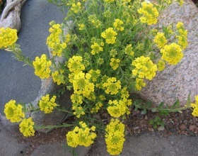 Cum să ai grijă de solanum la domiciliu este grija la domiciliu pentru flora solanum