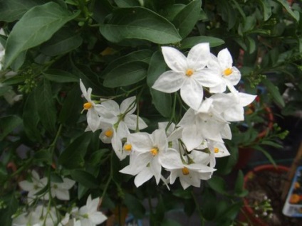 Cum să ai grijă de solanum la domiciliu este grija la domiciliu pentru flora solanum