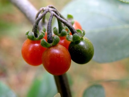 Cum să ai grijă de solanum la domiciliu este grija la domiciliu pentru flora solanum