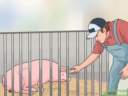 Cum să aveți grijă de un porc cu pneumonie