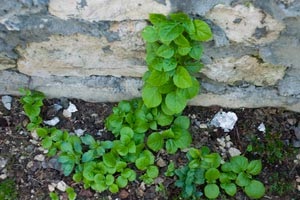 Cum sa cresti o hortensie curtata - instructiuni pas cu pas