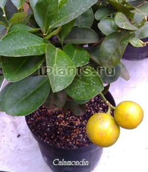 Calamondine (Citrofortunella) calamondin