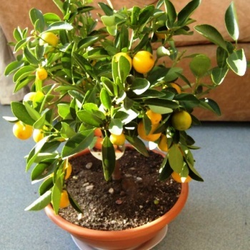 Calamondine aranyos citrus a gyűjteményben 3472