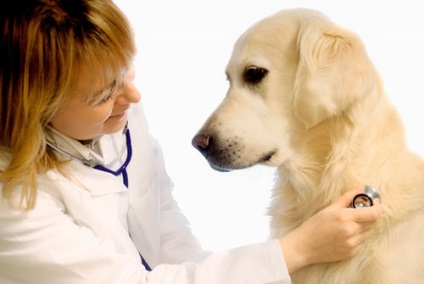 Tuse la câini, diagnostic, cauze, tratament