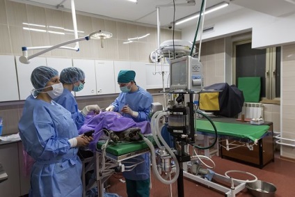 Castrarea animalelor domestice în clinica veterinară a belantului, moscow