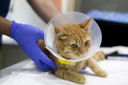 Castrarea animalelor domestice în clinica veterinară a belantului, moscow