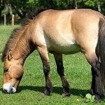 Kauraya lovas kauraya lovas suede ruhák, a ló kaur színének jellemzői, ajánlások