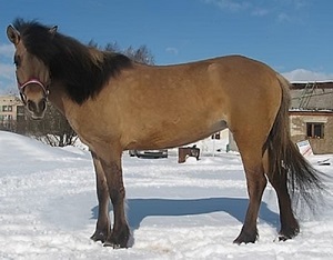 Kauraya lovas kauraya lovas suede ruhák, a ló kaur színének jellemzői, ajánlások