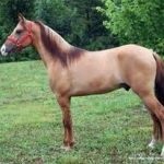 Kauraya caura caura suede costume de cal, caracteristici de culoare de caur cal, recomandări pentru