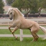 Kauraya caura caura suede costume de cal, caracteristici de culoare de caur cal, recomandări pentru