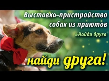 Kaukázusi juhászkutya vakcinázott kölykök