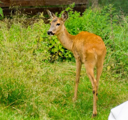 De ce o femeie și un bărbat visează să vadă un animal într-un vis (cu coarne mari și fără, atacă,