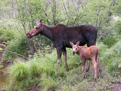 De ce o femeie și un bărbat visează să vadă un animal într-un vis (cu coarne mari și fără, atacă,