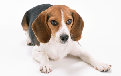 Ce face un câine vis, câine de vis