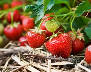 Strawberry îngrijire de primăvară, sfaturi de grădinari condimentate