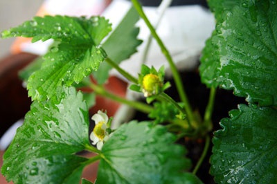 Strawberry îngrijire de primăvară, sfaturi de grădinari condimentate