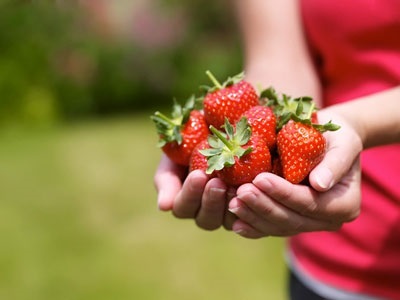 Strawberry îngrijire de primăvară, sfaturi de grădinari condimentate