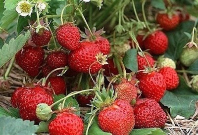 Strawberry îngrijire de primăvară, sfaturi de grădinari condimentate