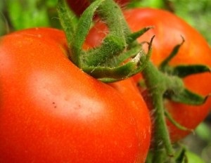 Note de lecție din grupul de mijloc privind activitatea vizuală (aplicație) - planta de tomate