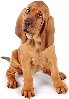 Câine fericit câine mini africa pentru câini cartofi cu carne de strut - cumpăra ieftin în Moscova ieftin