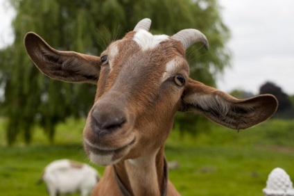 Kecske a dacha (egy nyári rezidens tapasztalata), 6 hektár