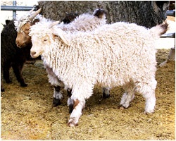 Lână de capra