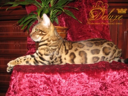 Cumpărați o pisică din Bengal, aflați despre rasa de pisică din Bengal, fotografii și videoclipuri ale pisicilor din Bengal,