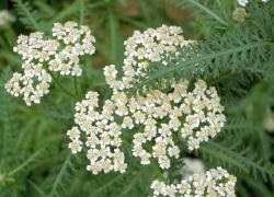 A gastritis yarrow kezelése