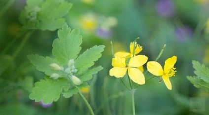 Tratamentul mastopatiei cu remedii folclorice care au ajutat tratamentul cu remedii folclorice