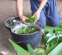 Liana de spirite sau ceea ce este ayahuasca