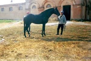 Cai de cai - ferma de la Derkul