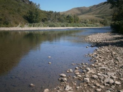 Graylingul grayling-ului pe râul Ying din teritoriul Altai