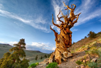 Methuselah - cel mai vechi copac din lume, cel mai interesant