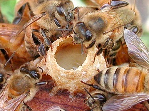 Royal jelly gyógyászati ​​tulajdonságok, előnyök, hogyan kell