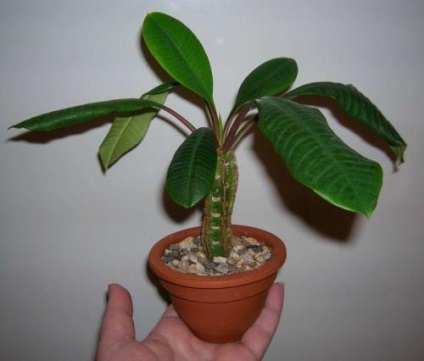 Euphorbia pieptene ca cultivate și decât utile