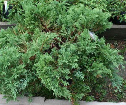 Juniperus vulgaris