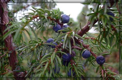 Juniperus vulgaris