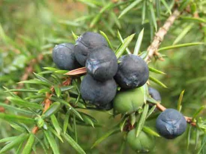 Juniperus vulgaris